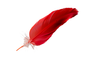 red feather isolated on transparent background