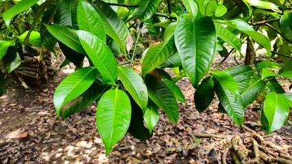 Close up of leaves of mangosteen fruit on tree at Mang Thit town, Vinh Long province, Mekong Delta Vietnam. Garden, tree, branches, green leaves concept.