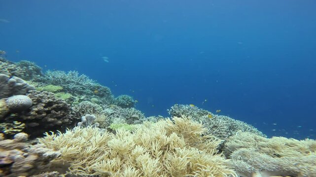 Sinularia coral, with its soft, waving branches, in a static shot. The clear blue water provides excellent visibility of the coral reef structure and the small fish that inhabit this colorful habitat.