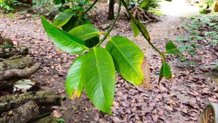 Close up of leaves of mangosteen fruit on tree at Mang Thit town, Vinh Long province, Mekong Delta Vietnam. Garden, tree, branches, green leaves concept.