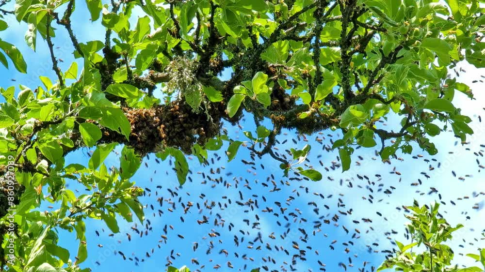 Poster swarm of bees flyng and ataching themselves to a tree branch, looking up