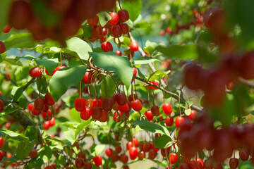Ripe Autumn Olive Berries (Elaeagnus Umbellata) growing on a branch . oleaster