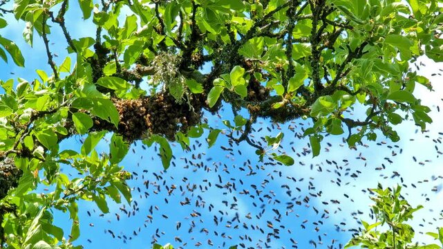 Swarm of bees flyng and ataching themselves to a tree branch, looking up