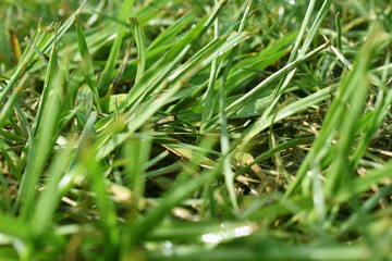 Grass Closeup