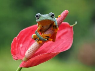 Green tree frog on a leaf