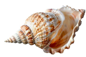 sea shell isolated on transparent background