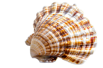 Fototapeta premium sea shell isolated on transparent background