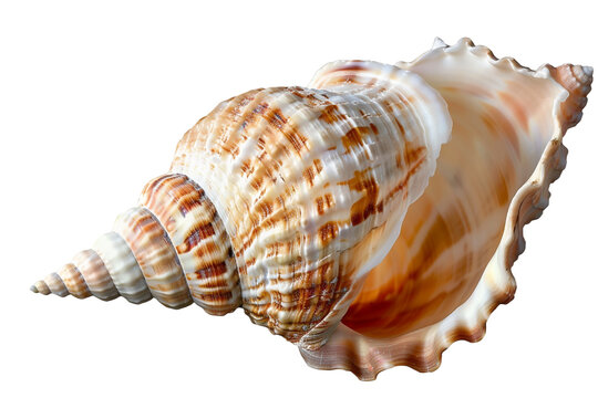 sea shell isolated on transparent background