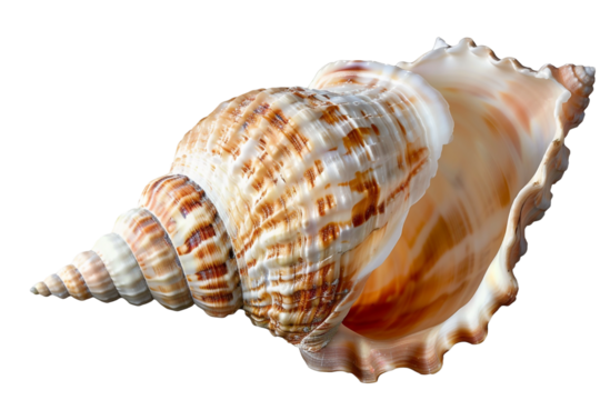 sea shell isolated on transparent background