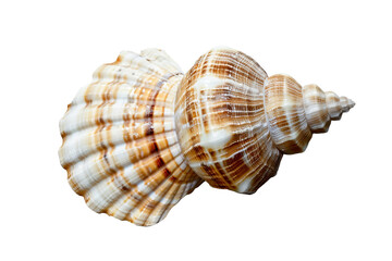 Fototapeta premium sea shell isolated on transparent background