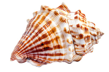 sea shell isolated on transparent background