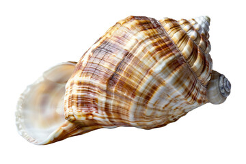 Fototapeta premium sea shell isolated on transparent background