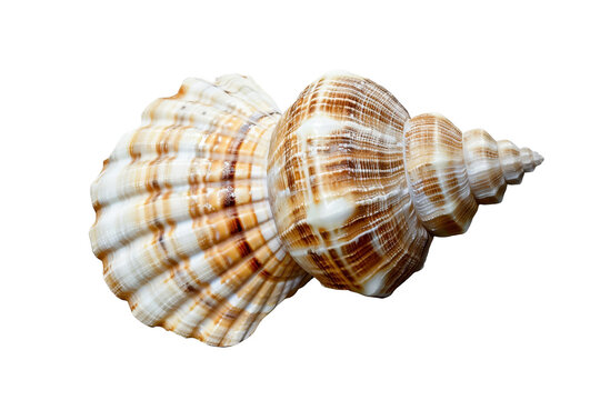 sea shell isolated on transparent background