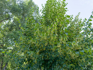 Branches of the blooming linden in park in overcast day