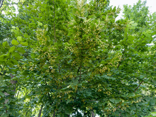 Branches of the blooming linden in park in overcast day