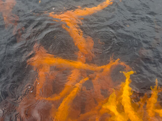 Sturgeons albino float in water of cage on sturgeon farm