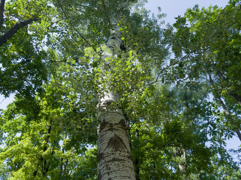 Aspen trunk and branches, bottom up view against the sky