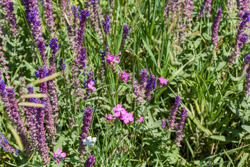 Blooming wild salvia and other flowers among the grass