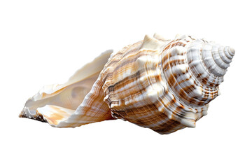 Obraz premium seashell isolated on transparent background
