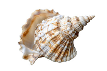 Obraz premium seashell isolated on transparent background