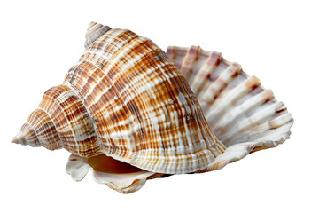 Obraz premium seashell isolated on transparent background