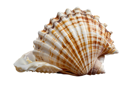 seashell isolated on transparent background