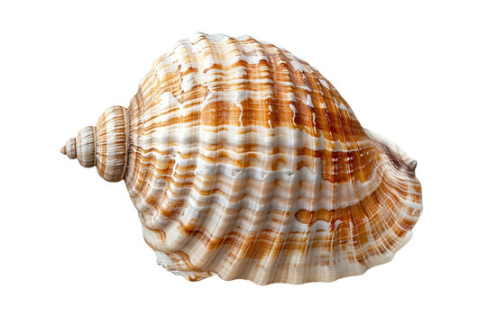 seashell isolated on transparent background