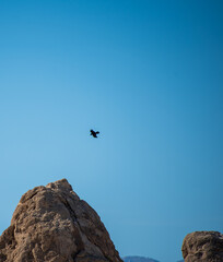 black bird flying