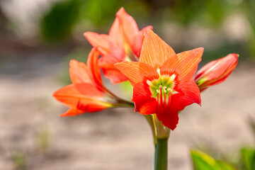 Hippeastrum striatum, Orange April Lily Lilium Flowers
