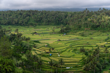 Mahagiri Ricefield Terrace of Karangasem. Bali, Indonesia, Asia.