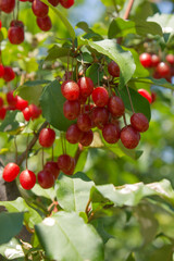 Ripe Autumn Olive Berries (Elaeagnus Umbellata) growing on a branch . oleaster