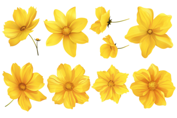set of yellow flowers isolated on transparent background