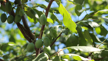 Young green plum on a branch.