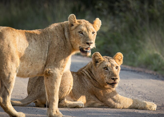 Two young lionesses show no fear as one lies in the road and the other stands next to it, and they both look alertly back down the road in a game reserve in South Africa.