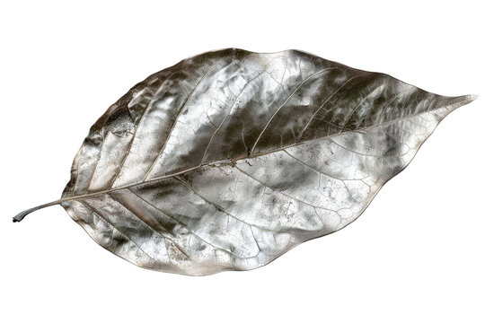 silver leaf isolated on transparent background
