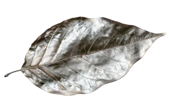 silver leaf isolated on transparent background