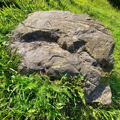 Obraz premium stone in the grass