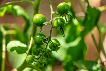 Plants de tomates cerise encore vertes