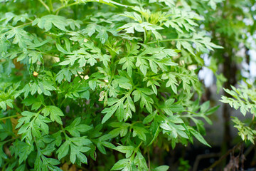 Healthy Chrysanthemum Plants in the Garden