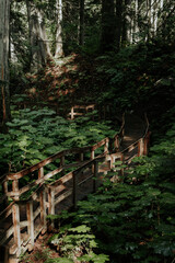Fototapeta premium boardwalk path in forest