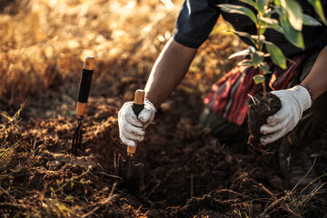 Farmers are using spades to dig holes to plant mango trees.