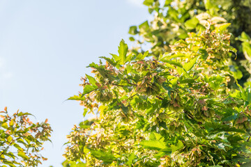 A close-up of the reddish-pink ripening fruits of the Tatar maple.