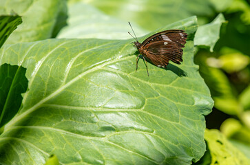papillon sur feuille de choux vert