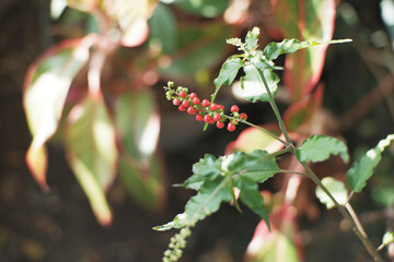 Close-Up of Rougeplant (Rivina humilis), Known as 'Getih-getihan' in Indonesian