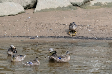 A mother duck watches over her hatchlings on the shore while other ducks swim in a river