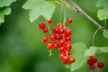 Ripe red currants hanging on branches in a garden
