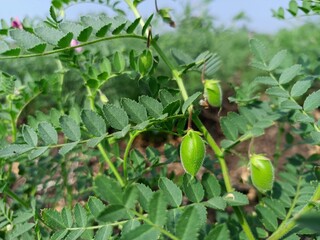 Chickpea plant in farm, Green Chickpeas field , Chick peas also known as harbara or harbhara, Green pod chickpea, gram or Bengal gram, chhana, chana, or channa crop of chickpea green plants pod seeds