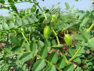Chickpea plant in farm, Green Chickpeas field , Chick peas also known as harbara or harbhara, Green...