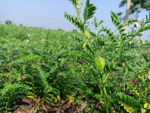 Chickpea plant in farm, Green Chickpeas field , Chick peas also known as harbara or harbhara, Green pod chickpea, gram or Bengal gram, chhana, chana, or channa crop of chickpea green plants pod seeds