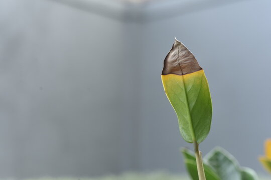 Zanzibar gem leave partly dried and dying cause of under watering rate